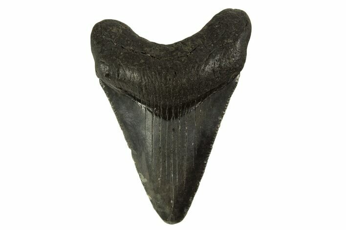 Serrated, Juvenile Megalodon Tooth - South Carolina #332111
